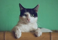 A cat looks at the viewer with her front paws on a horizontal bamboo stem